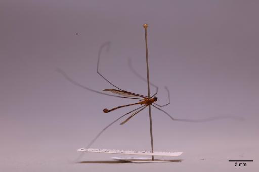 Tipulidae Latreille, 1802 - 013741296_lateral