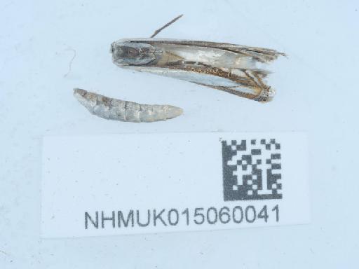 Crambus pascuella (Linnaeus, 1758) - 015060041_1