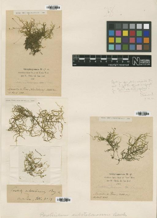 Porotrichodendron substolonaceum (Besch.) Broth. - BM000961491_a