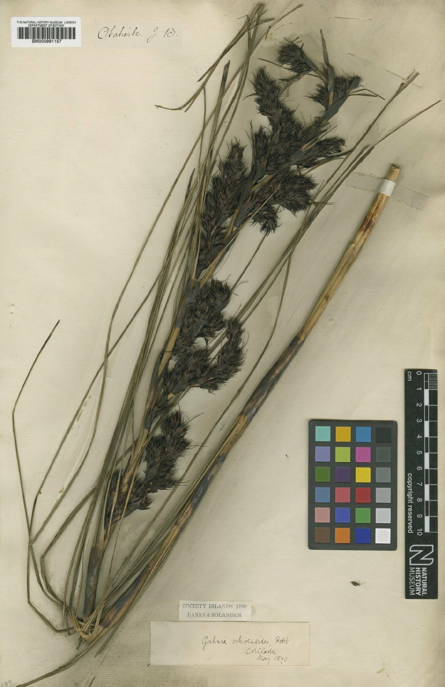 To the Natural History Museum, London (Gahnia schoenoides G.Forst. BM000991157 type 1)