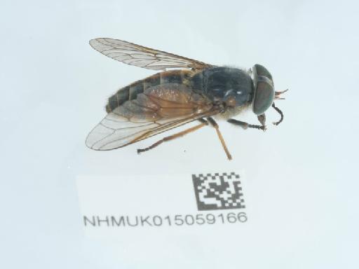 Hybomitra muehlfeldi (Brauer, 1880) - 015059166_2
