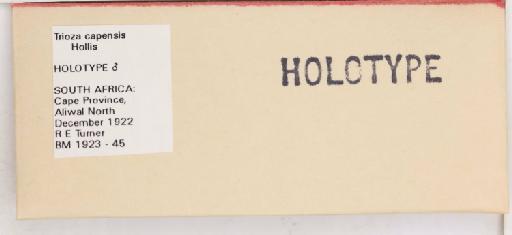 Bactericera capensis Hollis, 1984 - 010173460_additional