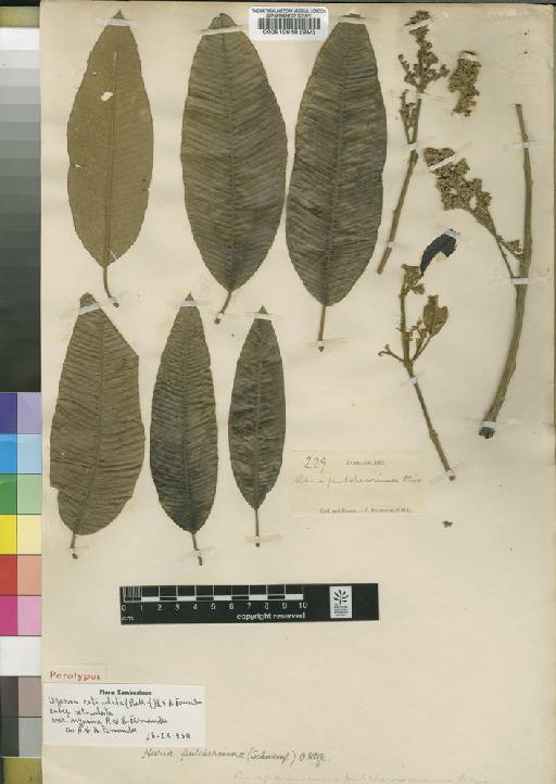 Ozoroa reticulata var. nyasica R.Fern. & A.Fern. - BM000510648