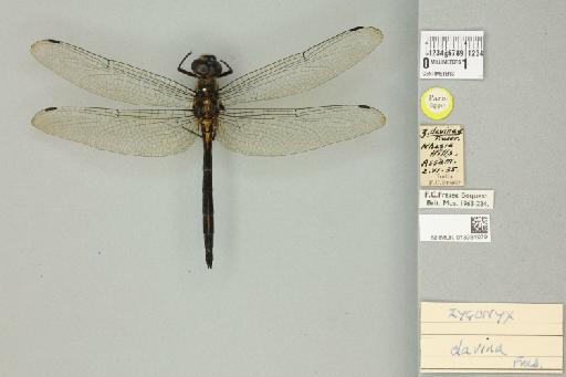 Zygonyx davina Fraser, 1926 - 013384079_dorsal