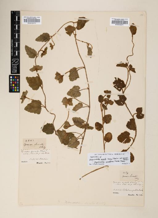 Jacquemontia montana (Moric.) Meisn. - 000906070