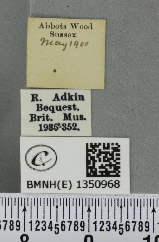 Korscheltellus lupulina (Linnaeus, 1758) - BMNHE_1350968_label_186362