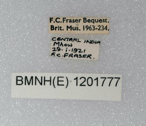 Elattoneura nigerrima (Laidlaw, 1917) - BMNHE_1201777-Elattoneura_nigerrima-specimen-labels
