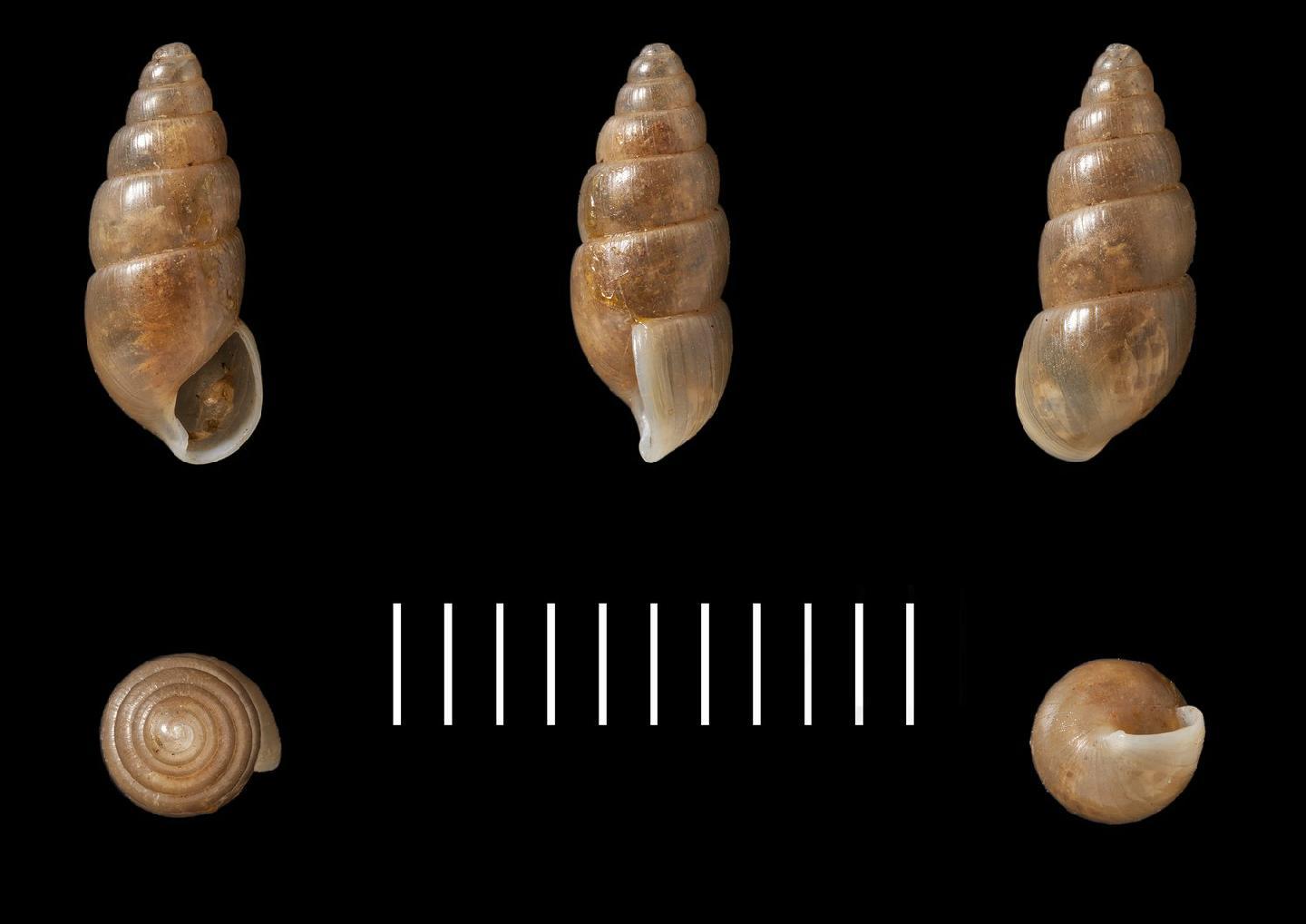 To NHMUK collection (Achatina pachycheila Benson, 1853; SYNTYPE(S); NHMUK:ecatalogue:2437311)