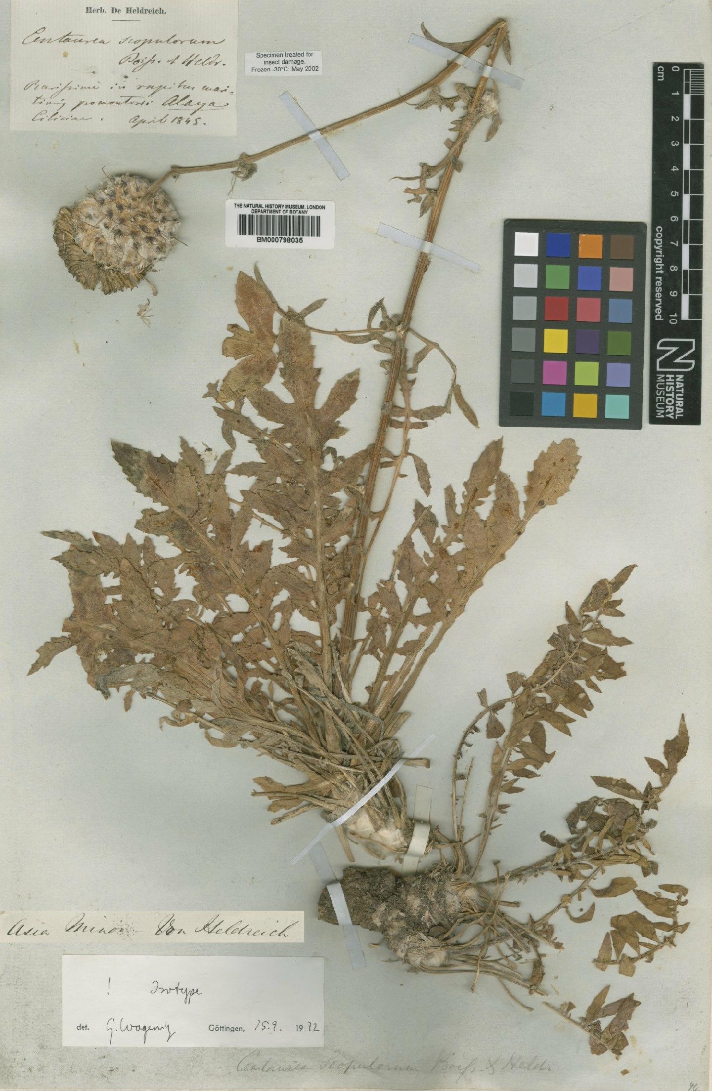 To NHMUK collection (Centaurea scopulorum Heldr; Isotype; NHMUK:ecatalogue:4990651)