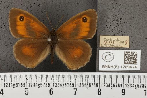 Pyronia tithonus britanniae (Verity, 1914) - BMNHE_1289474_127694