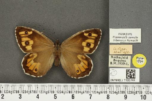 Hipparchia semele hibernica Howarth, 1971 - BMNHE_1100744_11835