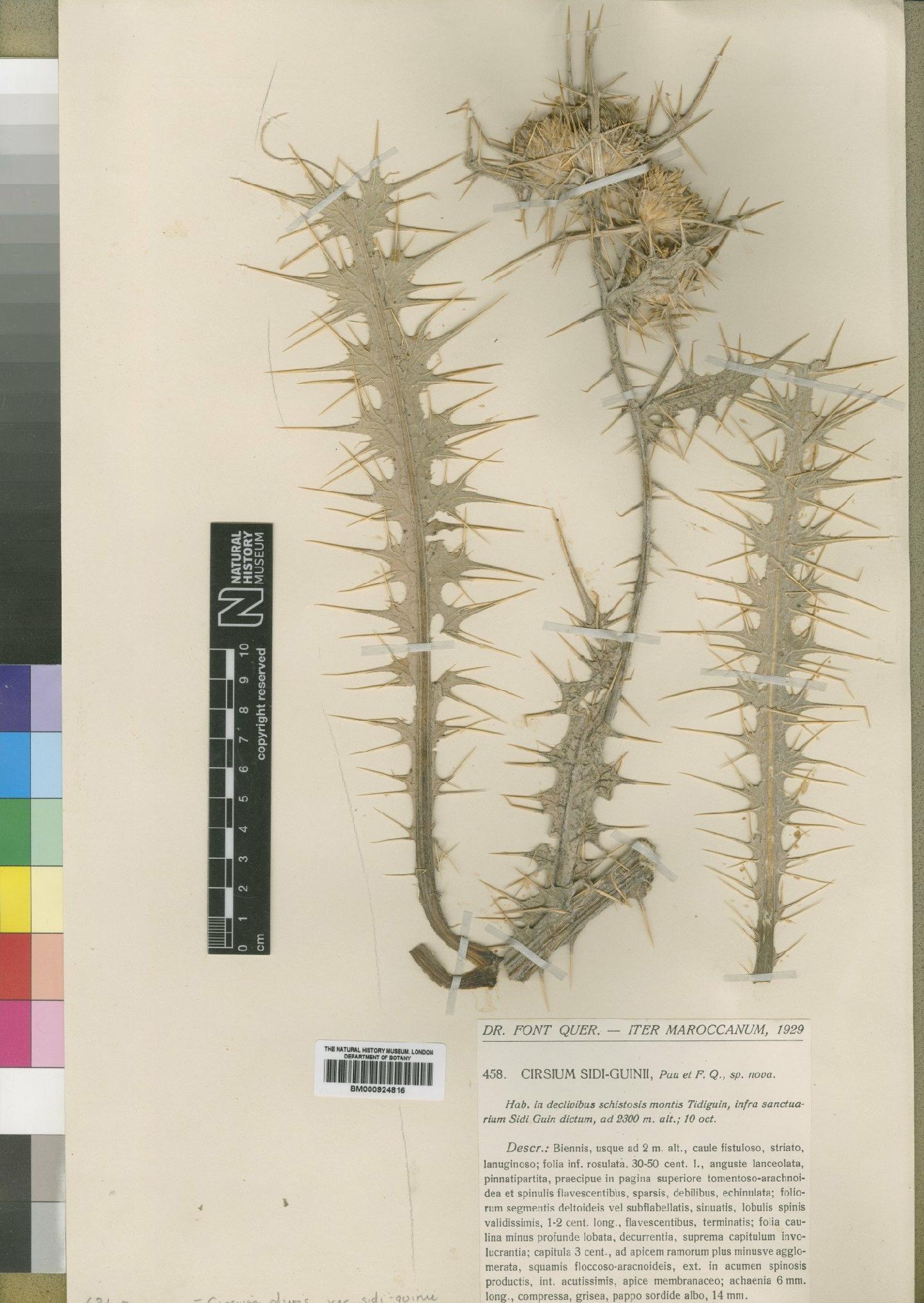 To NHMUK collection (Cirsium dyris Jahand. & Maire; Type; NHMUK:ecatalogue:4553569)