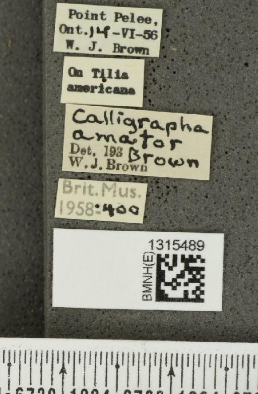 Calligrapha (Polyspila) amator Brown, W.J., 1945 - BMNHE_1315489_label_15813