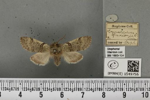 Achlya flavicornis (Linnaeus, 1758) - BMNHE_1549756_239400