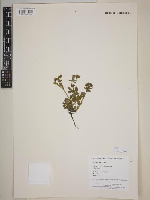 Potentilla hirta L. - BM013721208