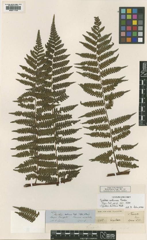 Cyathea lechleri Mett. - BM000777038