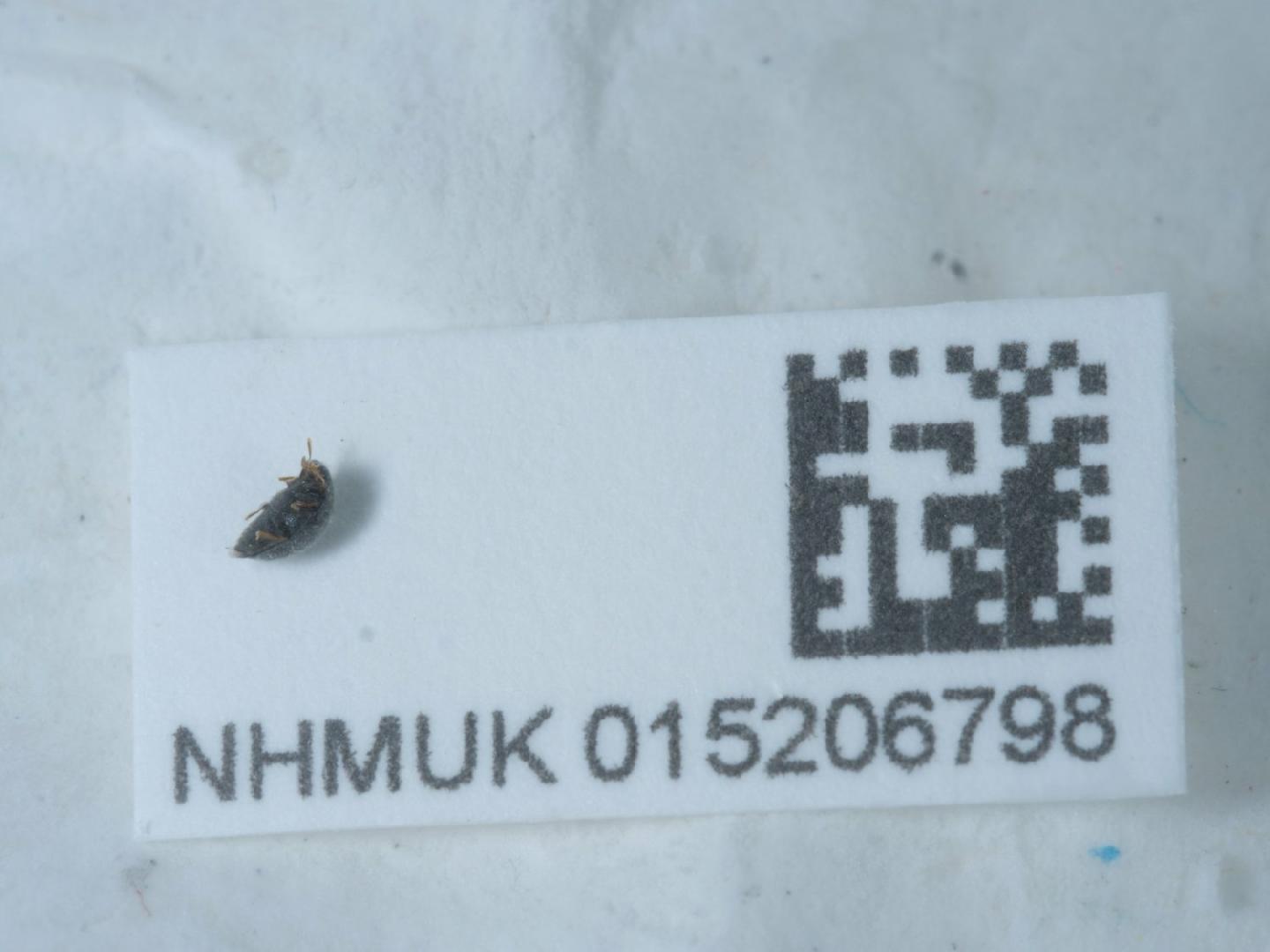 Stethorus pusillus