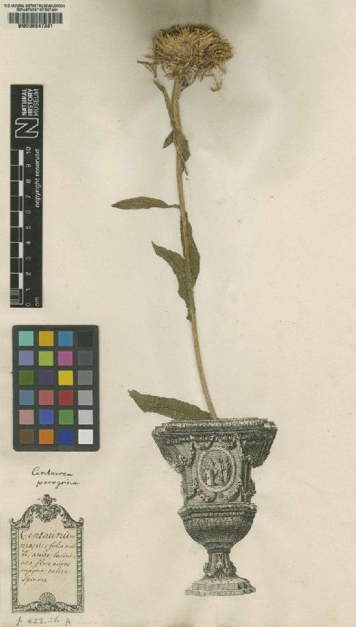 Centaurea peregrina L. - BM000647281