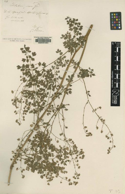 Thalictrum minus subsp. majus (Crantz) Rouy & Fauc. - BM000613891