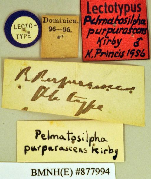 Pelmatosilpha purpurascens Kirby, 1903 - Pelmatosilpha purpurascens Kirby, 1903, male, lectotype, labels. Photographer: Heidi Hopkins. BMNH(E)#877994