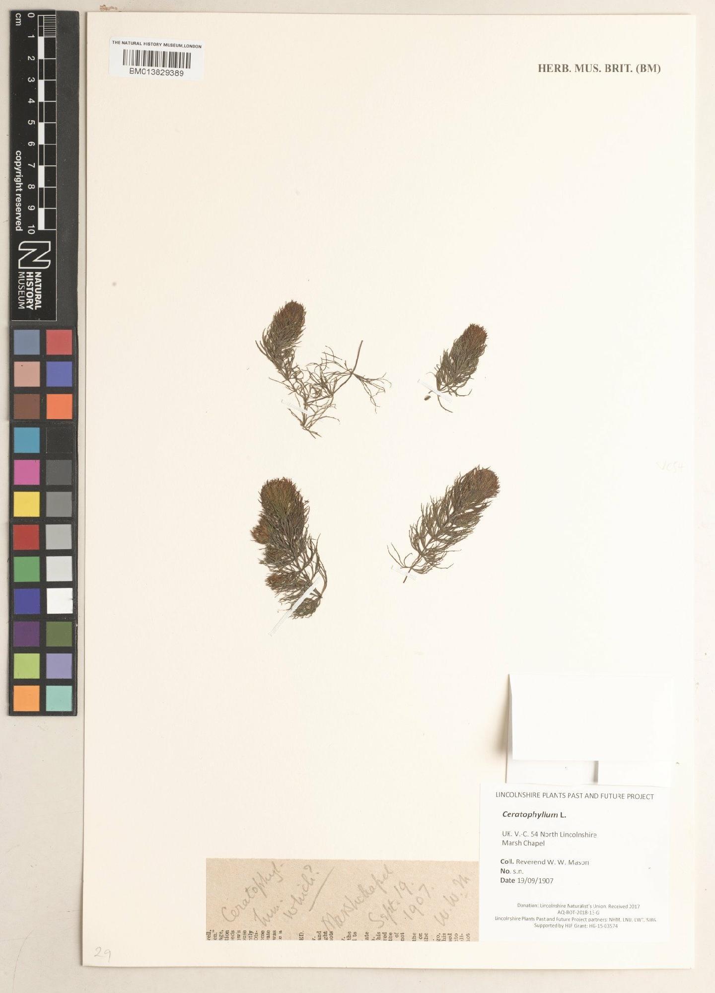 To NHMUK collection (Ceratophyllum L.; NHMUK:ecatalogue:9482487)