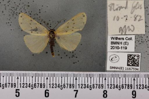 Setina irrorella (Linnaeus, 1758) - BMNHE_1667994_290757