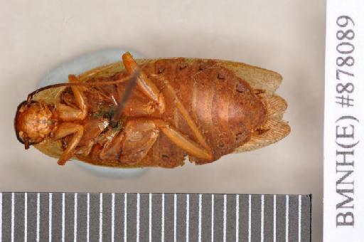 Oxyhaloa conia Rehn, 1931 - Oxyhaloa conia Rehn, 1931, unsexed, holotype, ventral. Photographer: Heidi Hopkins. BMNH(E)#878089