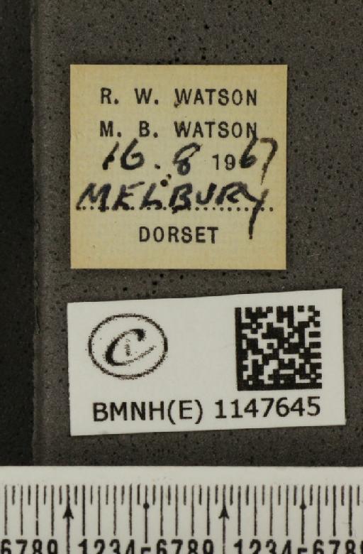 Lysandra coridon ab. pallidula Bright & Leeds, 1938 - BMNHE_1147645_label_101101