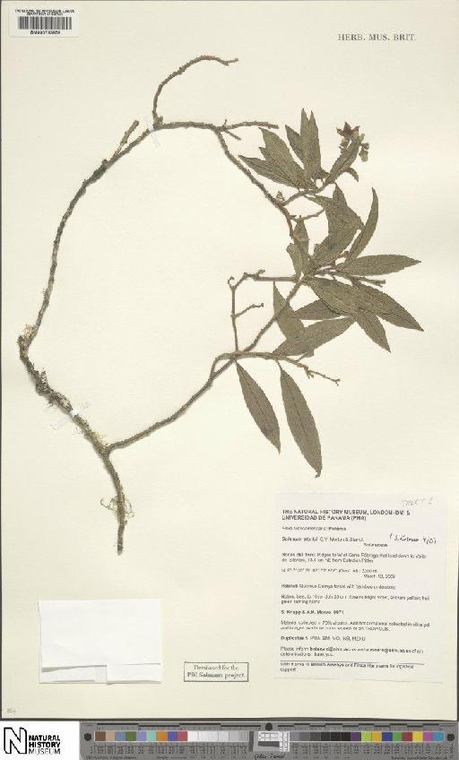 Solanum storkii C.V.Morton & Standl. - BM000793858