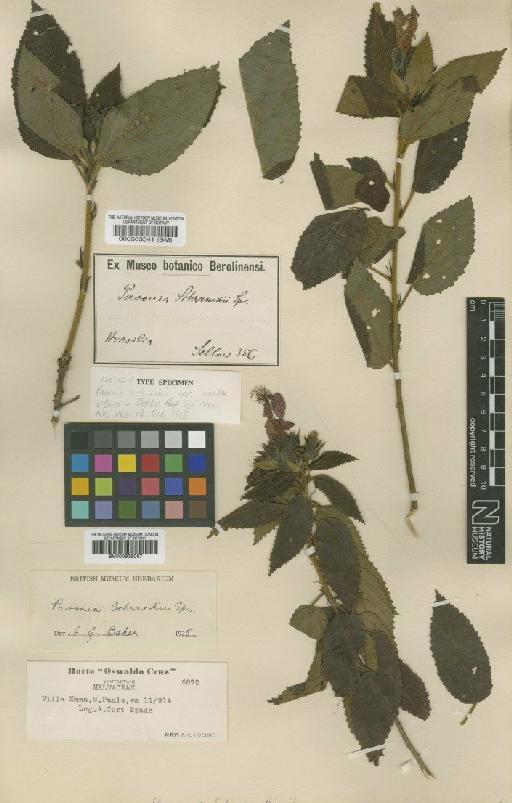 Pavonia schrankii Spreng. - BM000583541