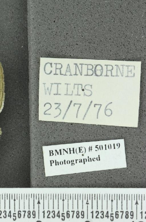 Neozephyrus quercus ab. latefasciata Courvoisier, 1903 - BMNHE_501019_label_94265