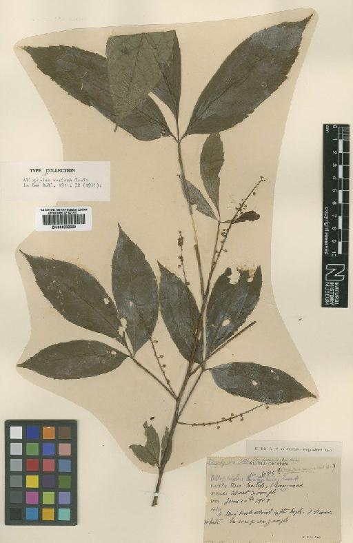 Allophylus sootepensis Craib - BM000838089