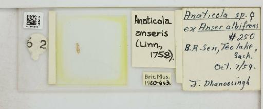 Anaticola anseris Linnaeus, 1758 - 010665874_816411_1428082