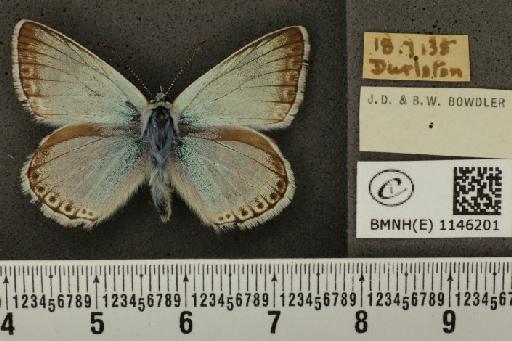 Lysandra coridon ab. pallidula Bright & Leeds, 1938 - BMNHE_1146201_100360