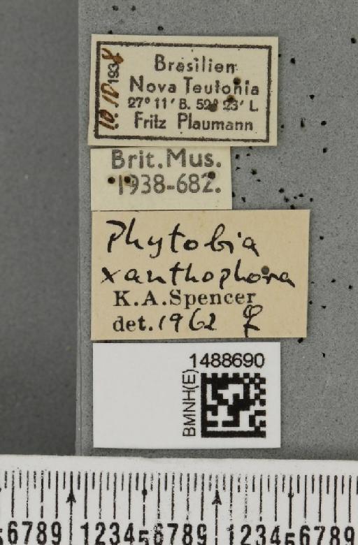 Phytobia xanthophora (Schiner, 1868) - BMNHE_1488690_label_52538