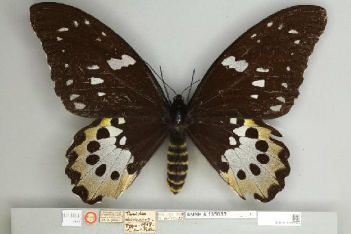 Ornithoptera chimaera chimaera Rothschild, 1904 - 013605198__