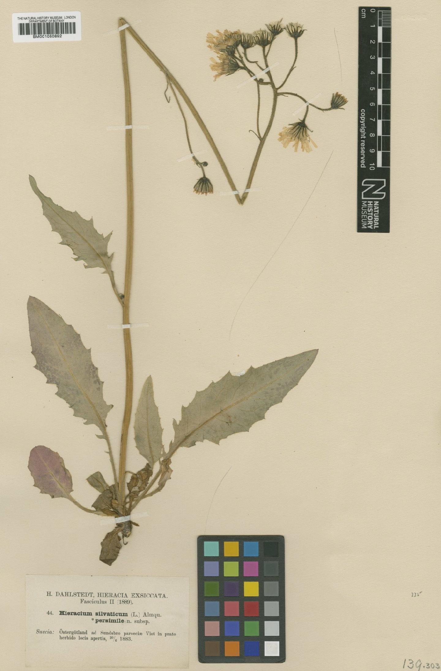 To NHMUK collection (Hieracium murorum subsp. persimile (Dahlst.) Zahn; TYPE; NHMUK:ecatalogue:2400252)