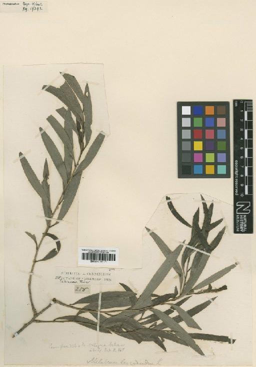 Melaleuca saligna A.Cunn. ex Schauer - BM001015171
