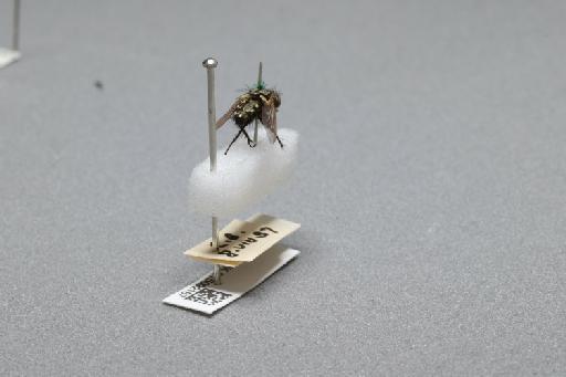 Sarcophaga (Myorhina) nigriventris Meigen, 1826 - 015092167_additional_1