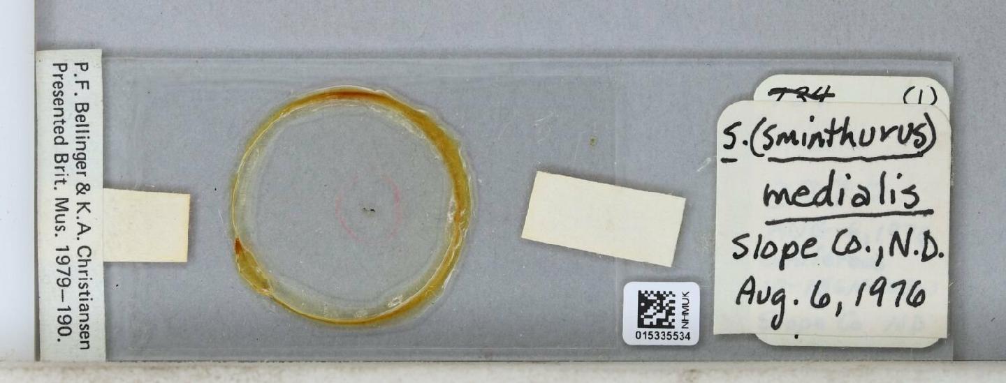Sminthurus medialis thumbnail