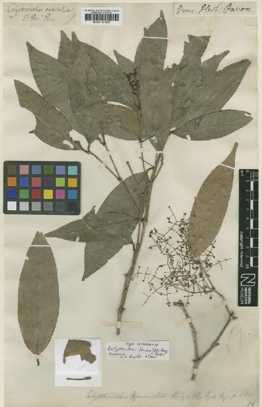 Calyptranthes paniculata Ruiz & Pav. - BM001011017