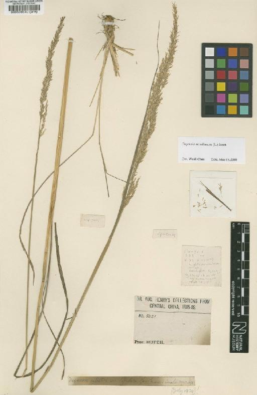 Calamagrostis arundinacea (L.) Roth - BM000598549