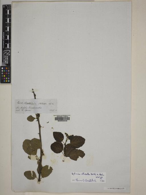Byttneria obtusata Benth. ex Hochr. - BM000630593