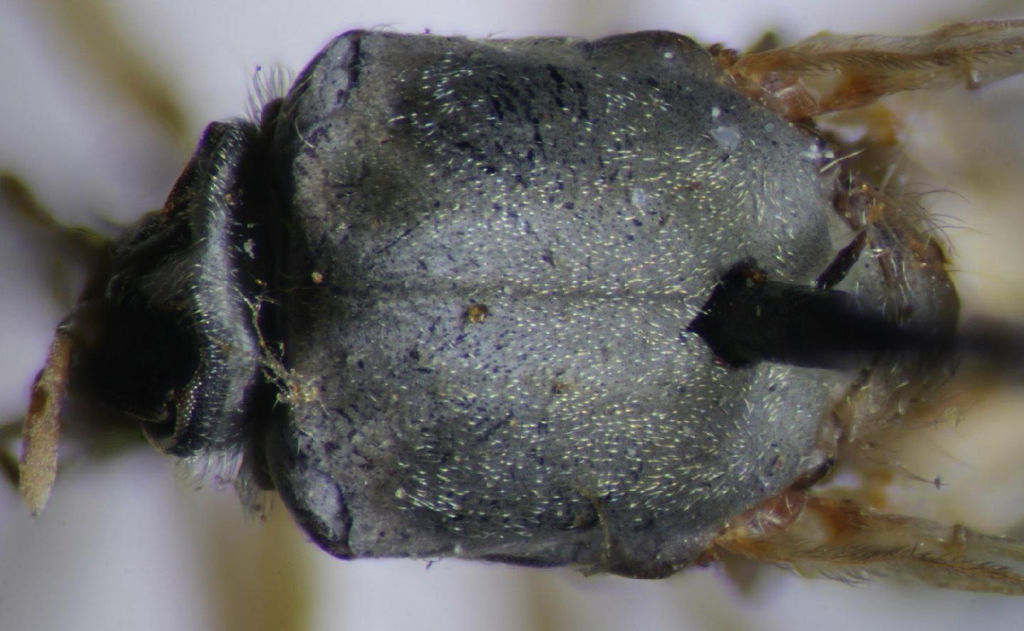 Simulium albellum