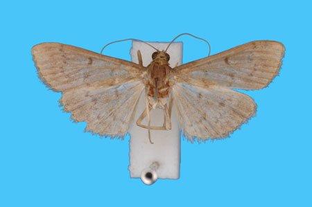 Herpetogramma centrostrigalis (Stephens, 1834) - 955124