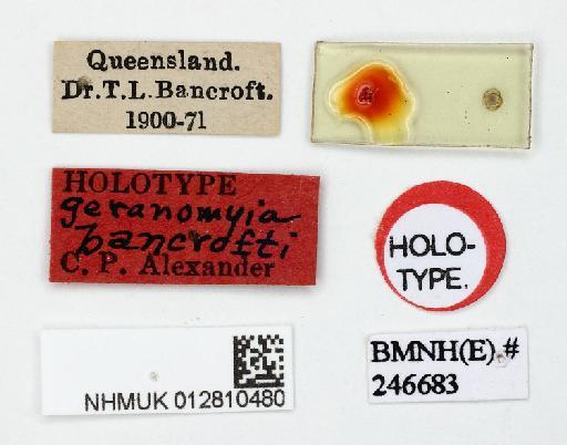 Geranomyia bancrofti Alexander - 012810480-Geranomyia_bancrofit-HOLOTYPE-labels