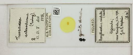 Turacoeca scleroderma Ewing, 1930 - 010664561_816409_1431780