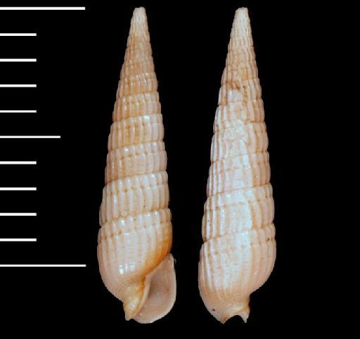 Punctoterebra intermixta Terryn & Fraussen, 2022 - 20030454