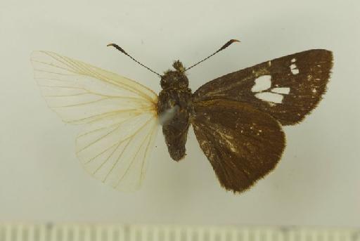 Pedesta masuriensis (Moore, 1878) - Pedesta_masuriensis_Moore_1878_male_BMNH(E)_#986605_ventral