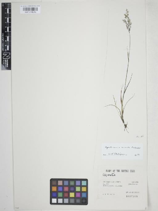Agrostis vinealis Schreb. - 015148092